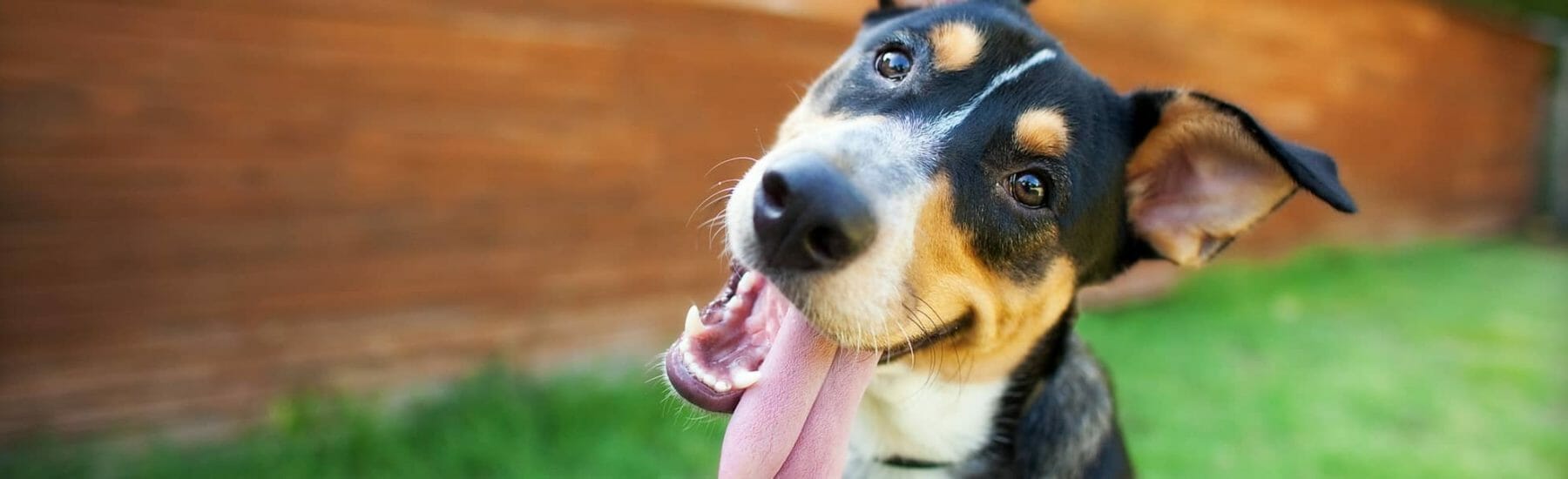 Black and orange dog dog sticking tongue out of mouth