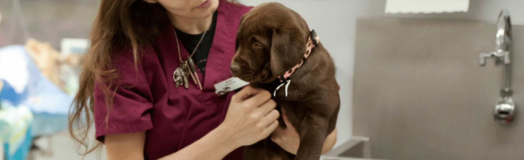 Brown puppy being held by veterinarian