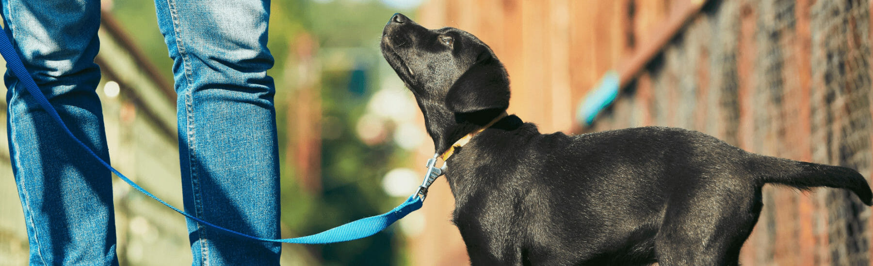 Black dog on a blue leash