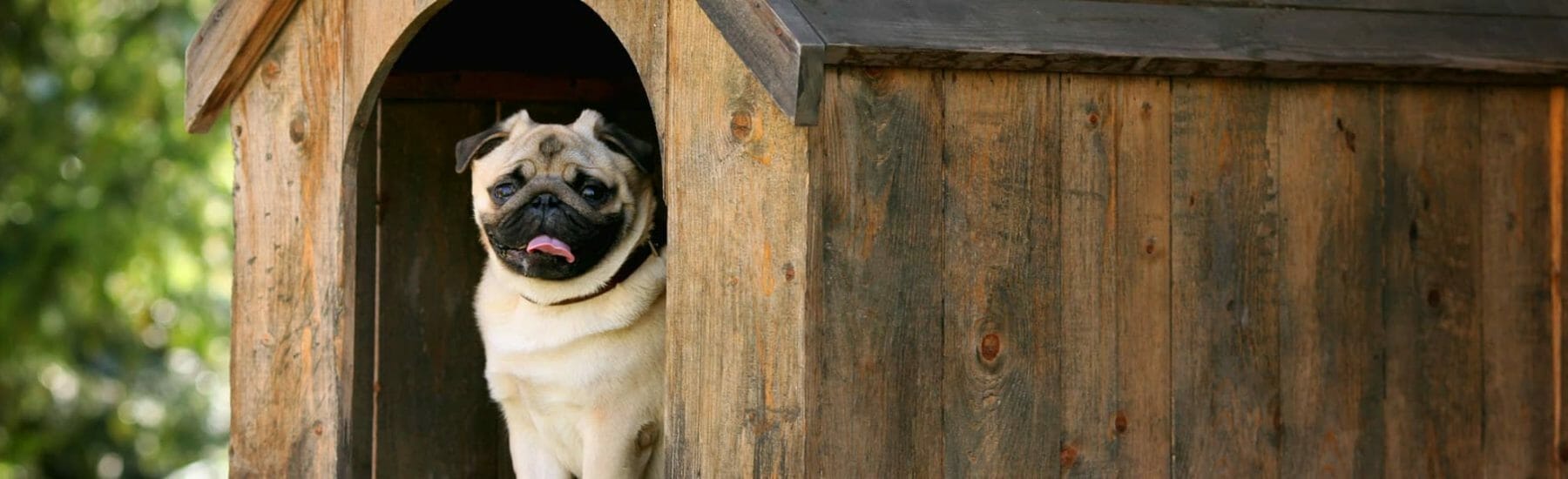 Pug waiting inside dog house