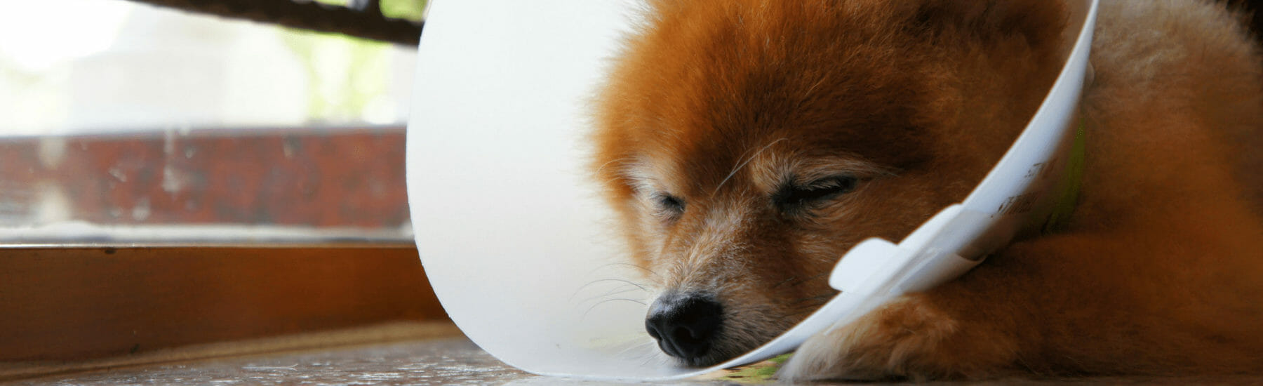 Orange dog with white cone around neck