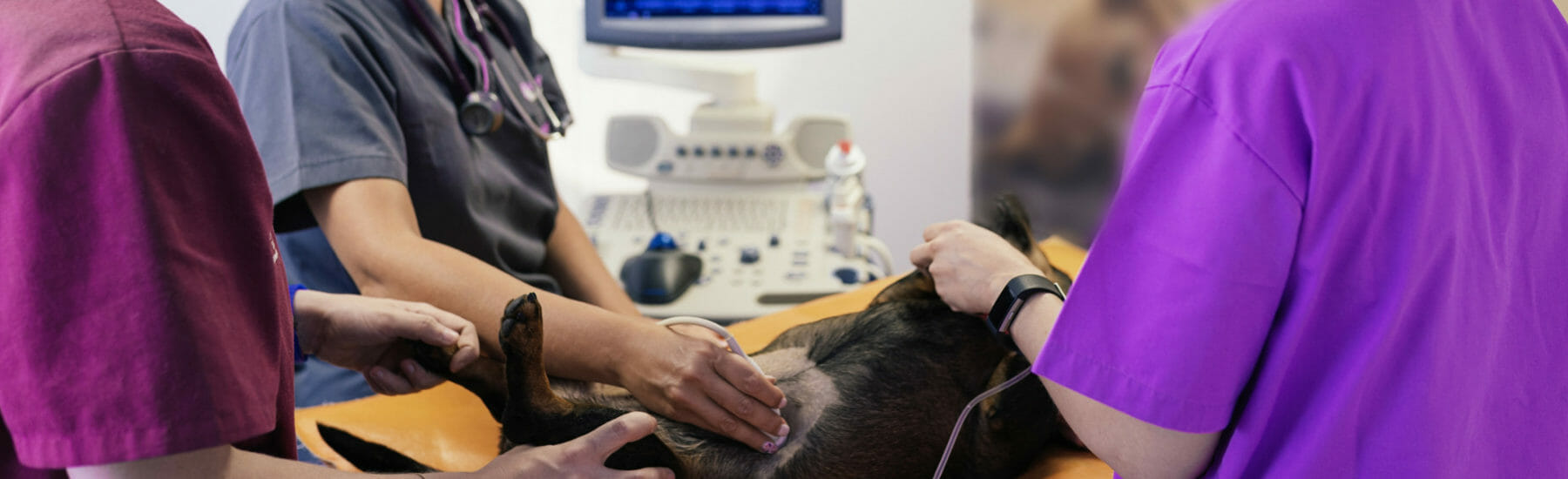 Black dog on table getting an ultrasound